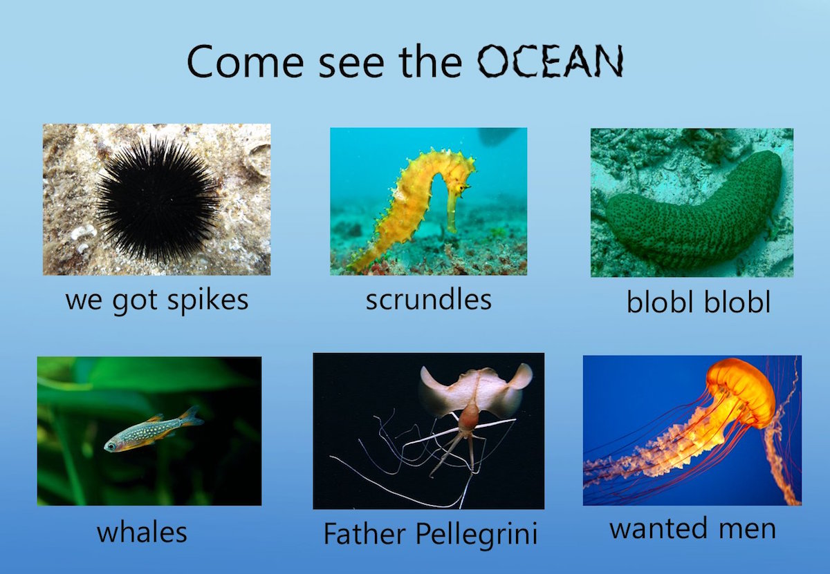 Ocean memes