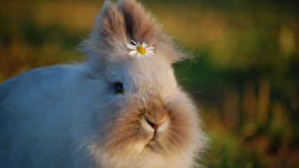 bunny with a daisy on it's head