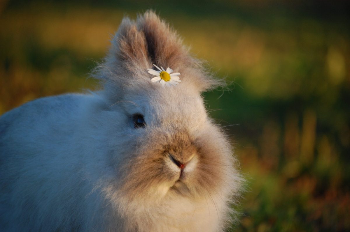 bunny with a daisy on it's head