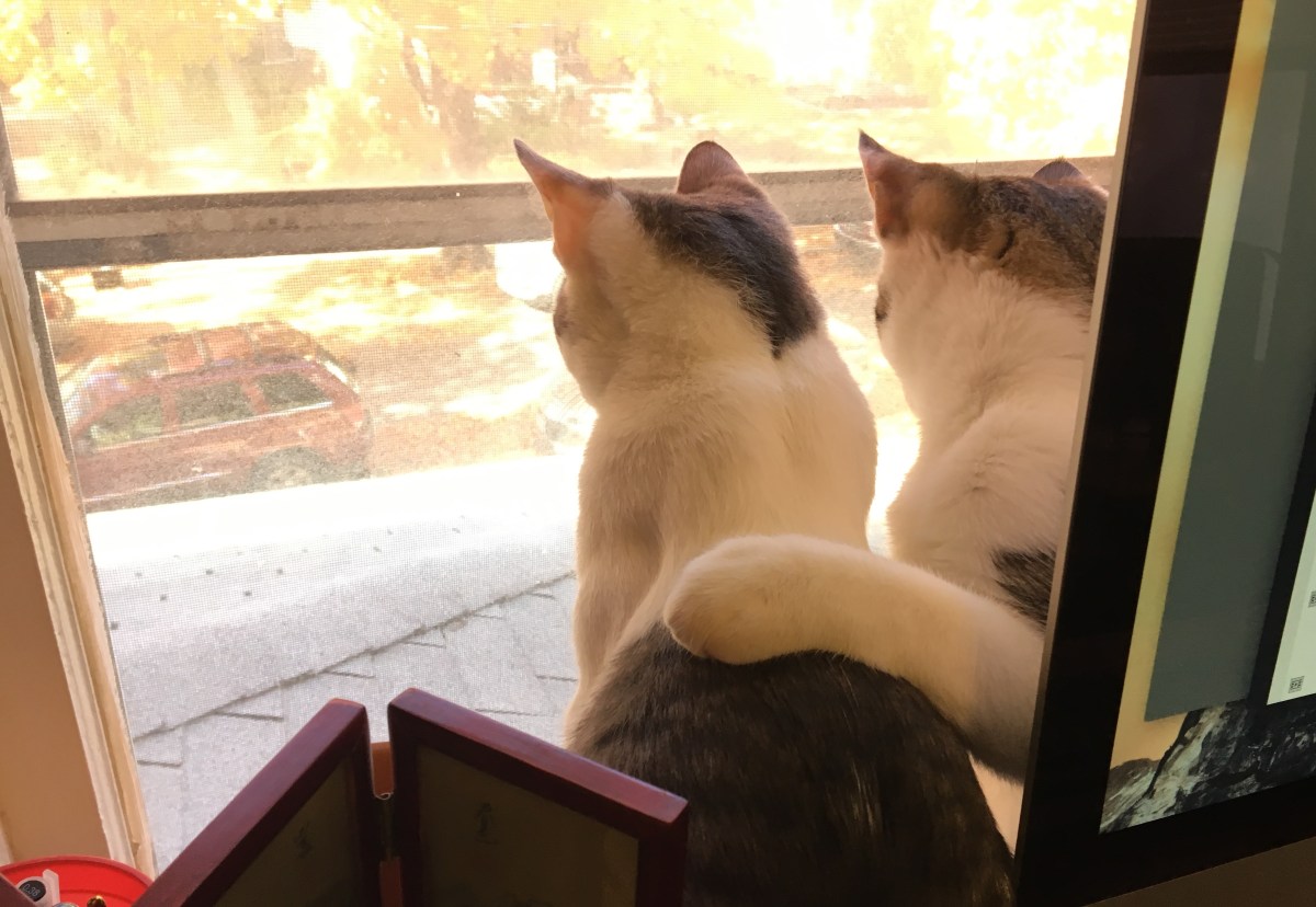 Two cats looking out a window, one with its paw on the other's back.