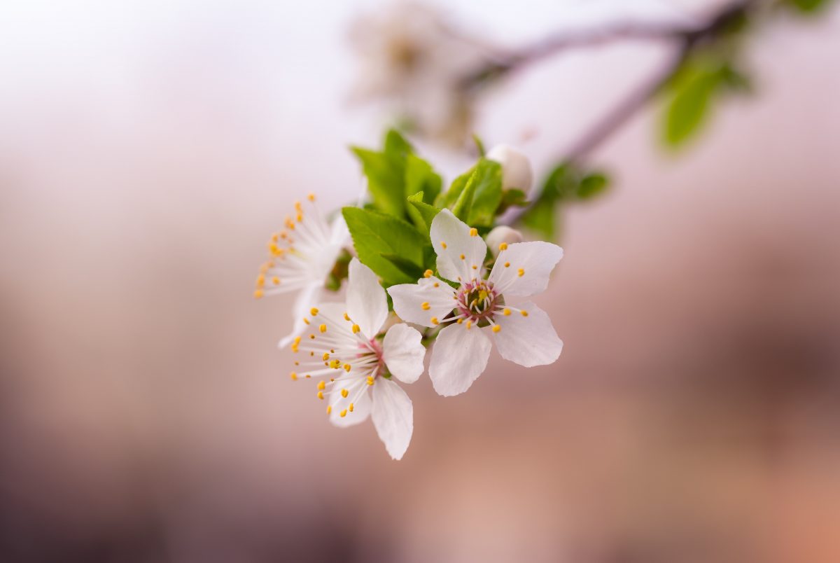 blooms on a tree