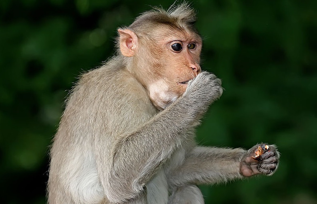 Monkey in India 