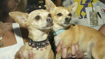 Gidget, the Taco Bell dog