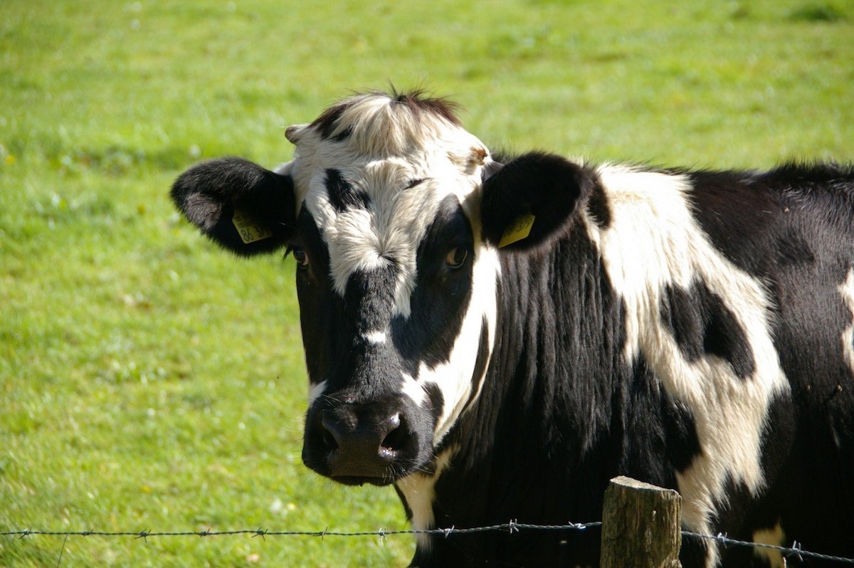 Photo of a black and white cow.