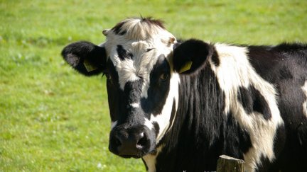 Photo of a black and white cow.