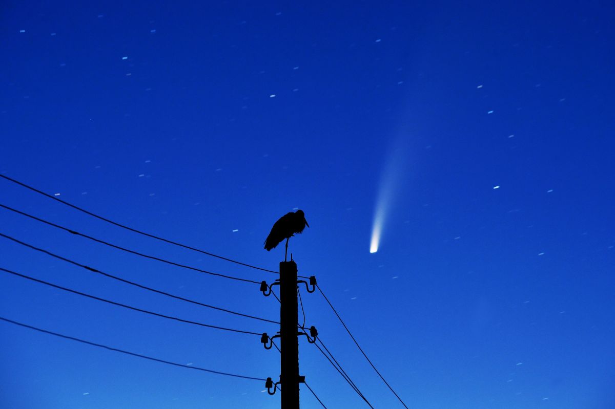 TOPSHOT - A stork stands on a power lines pillar as the comet C/2020 F3 (NEOWISE) is seen in the sky above the village of Kreva, some 100 km northwest of Minsk, early on July 13, 2020. (Photo by Sergei GAPON / AFP) (Photo by SERGEI GAPON/AFP via Getty Images)