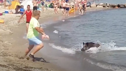 Boar charging out of the ocean at beachgoers as boars do.