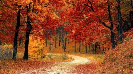 fall scene with pretty autumn leaves