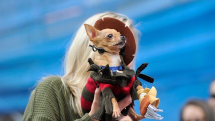 pet cosplay