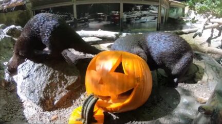 otters enjoy a jackolantern treat