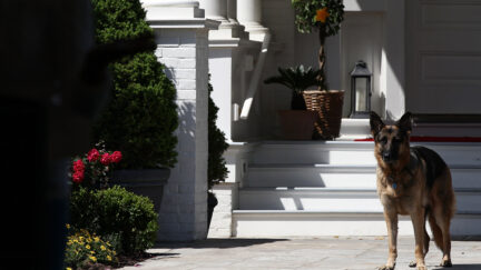 WASHINGTON, DC - MAY 10: Vice President Joe Biden's dog, Champ, stands during speechs during a Joining Forces service event at the Vice President's residence at the Naval Observatory May 10, 2012 in Washington, DC. U.S. first lady Michelle Obama and Biden joined with Congressional spouses to assemble Mother's Day packages that deployed troops have requested to be sent to their mothers and wives at home. (Photo by Win McNamee/Getty Images)