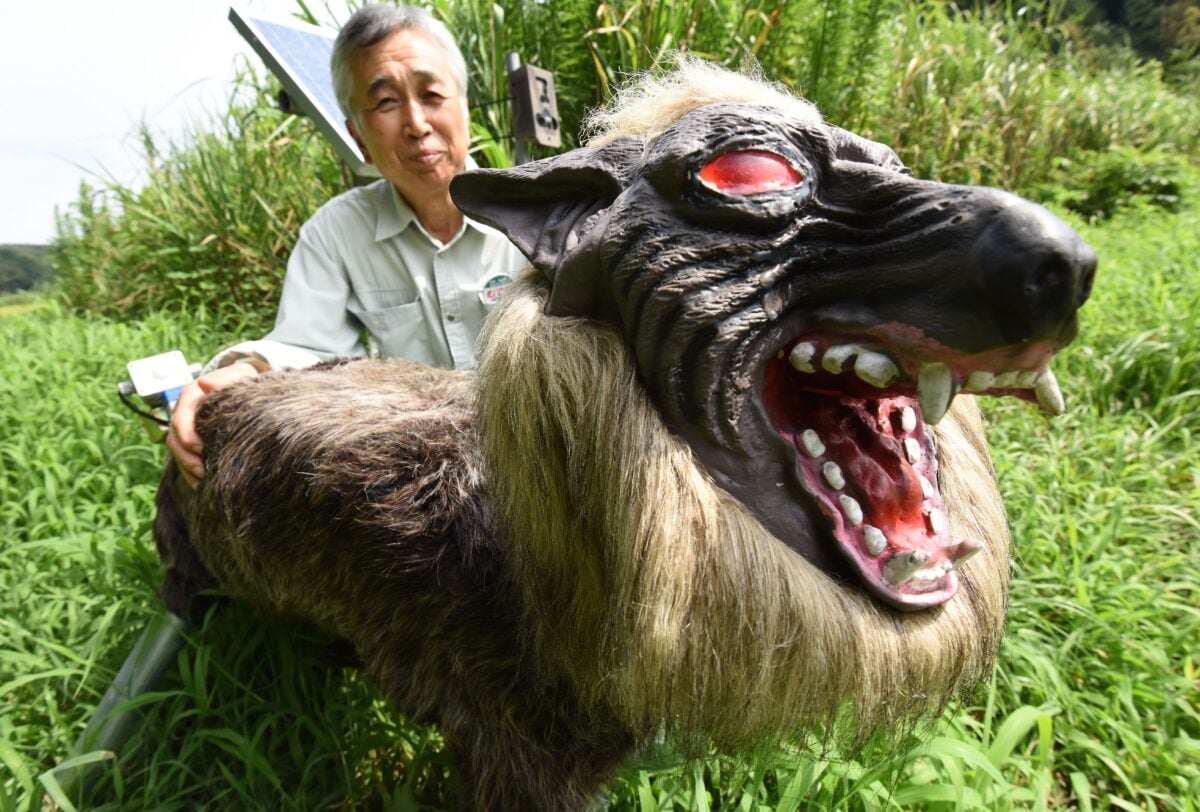 Chikao Umezawa, head of the agricultural coopetative association JA Kisarazu-shi, shows a wolf-like robot "Super Monster Wolf" to drive away wild animals that cause damages to crops in Kisarazu, Chiba prefecture on August 25, 2017. The agricultural coopetative association JA Kisarazu-shi introduced the 65cm-long and 50cm-high robot recently on a trial basis which can detect wild animals such as boars and deers with an infrared ray sensor when they approach and intimidates them, flashing the red LED eyes and blaring 48 types of sounds including a wolf growl and human voice. / AFP PHOTO / Toru YAMANAKA (Photo credit should read TORU YAMANAKA/AFP via Getty Images)