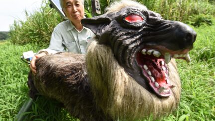 Chikao Umezawa, head of the agricultural coopetative association JA Kisarazu-shi, shows a wolf-like robot 