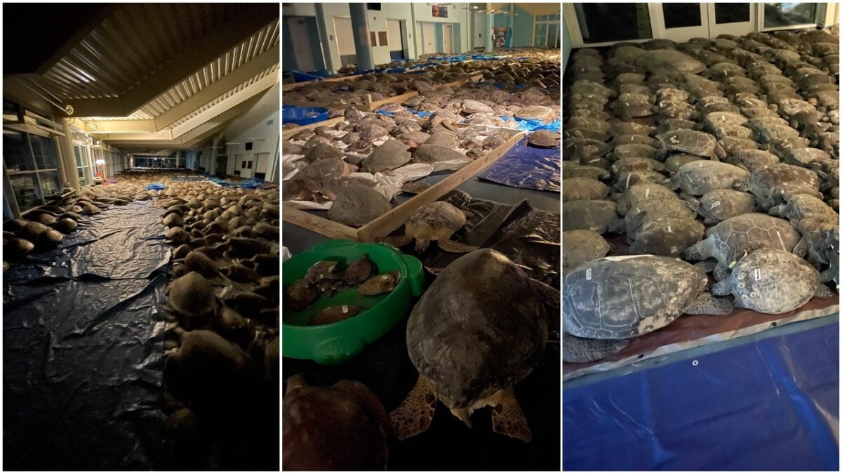 collage of recued sea turtles at a facility in texas