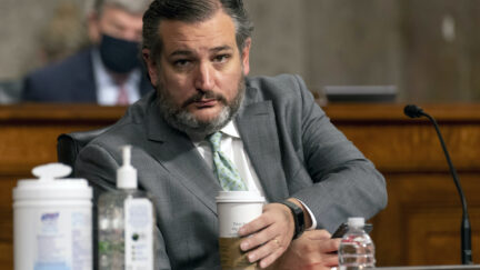 Ted Cruz looks directly into the camera while reaching for his coffee during a Senate hearing.