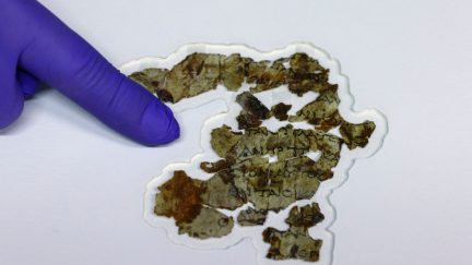 Israel Antiquities Authority (IAA) conservator Tanya Bitler displays recently-discovered 2000-year-old biblical scroll fragments from the Bar Kochba period, after completion of preservation work at the authority's Dead Sea conservation lab in Jerusalem, on March 16, 2021. - Israel described the find, which includes a cache of rare coins, a six-millennia-old skeleton of a child and basket it described as the oldest in the world, at over 10,000 years, as one of the most significant since the Dead Sea Scrolls. The fragments, found following a survey in a desert area spanning southern Israel and the occupied West Bank, include passages in Greek from the Book of the Twelve Minor Prophets including the books of Zechariah and Nahum, the IAA said. (Photo by MENAHEM KAHANA / AFP) (Photo by MENAHEM KAHANA/AFP via Getty Images)