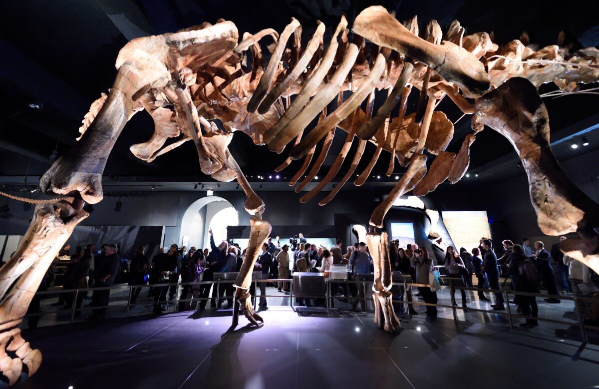 The Titanosaur, the largest dinosaur ever displayed at the American Museum of Natural History, is unveiled at a news conference January 14, 2016 in New York. The dinosaur was discovered in 2014, in Argentinas Patagonia region. / AFP / DON EMMERT (Photo credit should read DON EMMERT/AFP via Getty Images)