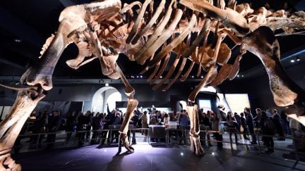 The Titanosaur, the largest dinosaur ever displayed at the American Museum of Natural History, is unveiled at a news conference January 14, 2016 in New York. The dinosaur was discovered in 2014, in Argentinas Patagonia region. / AFP / DON EMMERT (Photo credit should read DON EMMERT/AFP via Getty Images)