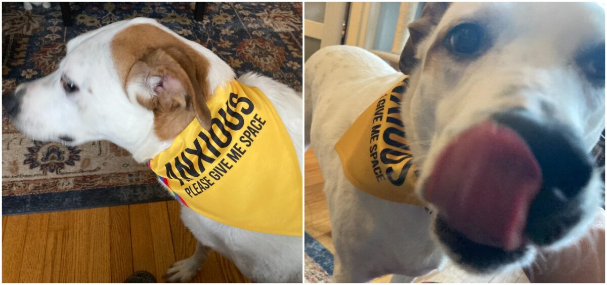 Captain Trips the dog wears a bandana reading "Anxious: Please give me space"