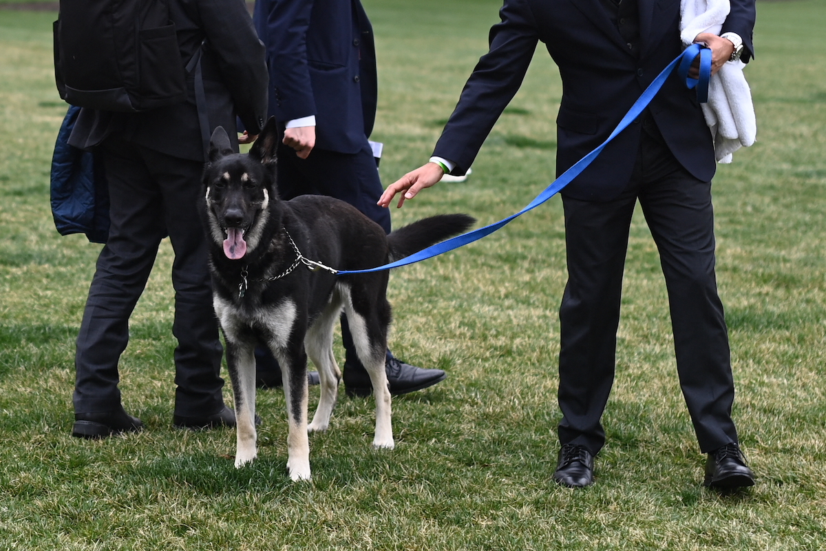 The Bidens dog Major is seen on the South Lawn of the White House