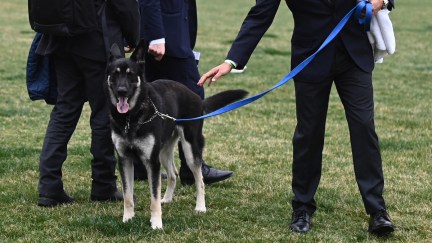 The Bidens dog Major is seen on the South Lawn of the White House