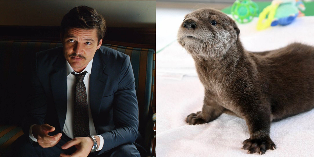 Pedro pascal and pascal the otter