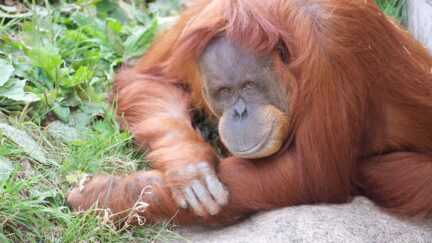 and orangutan who got the covid vaccine before you