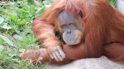 and orangutan who got the covid vaccine before you