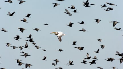 migrtory birds in flight