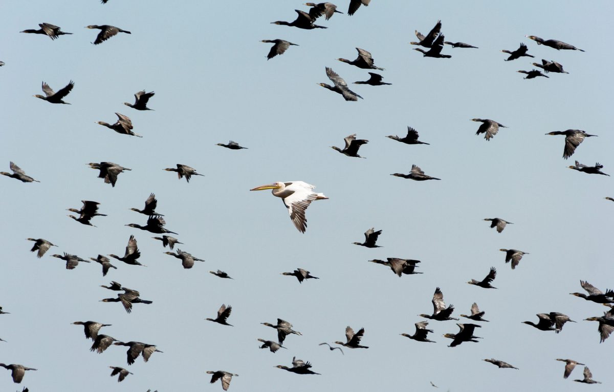 migrtory birds in flight