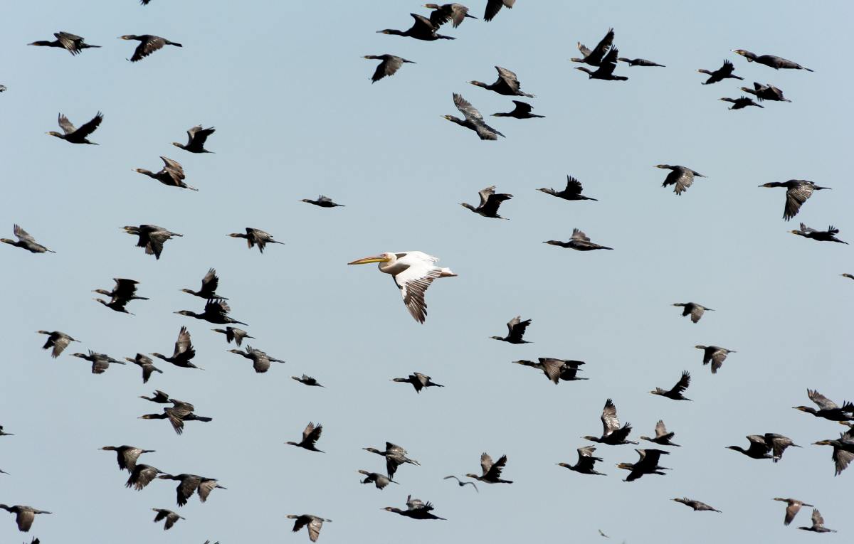 migrtory birds in flight