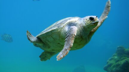 sea turtle waving hello
