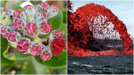 collage lehua flower and hawaiian lava