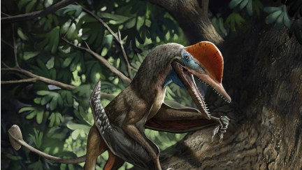 Life reconstruction of K. antipollicatus in the Tiaojishan paleoforest Opposed pollex depicted as being utilized in handling food items (a palaeontinid) and in clinging to trees (a ginkgo). Paleoart courtesy of Chuang Zhao,