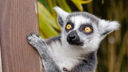 a curious lemur