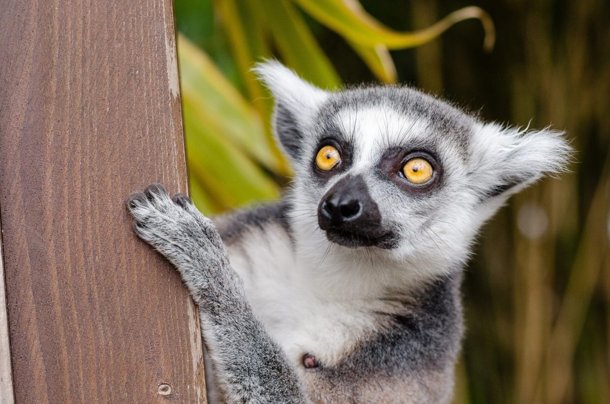 a curious lemur