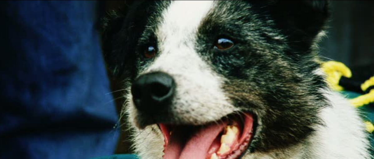 Chips the dog from Dawn of the Dead