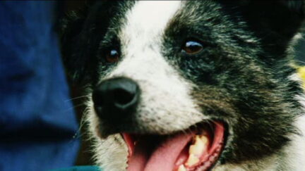 Chips the dog from Dawn of the Dead