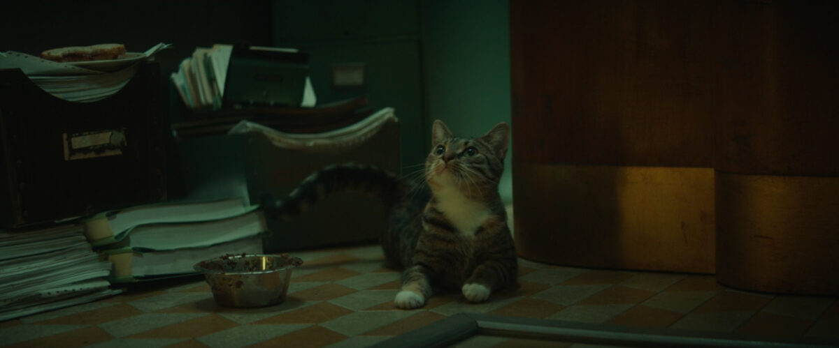 Important kitty who works at the TVA