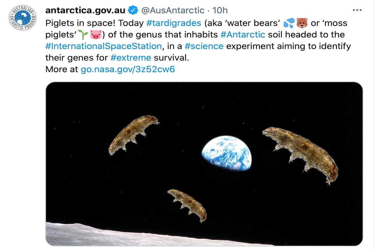 Tardigrades are seen floating in outer space
