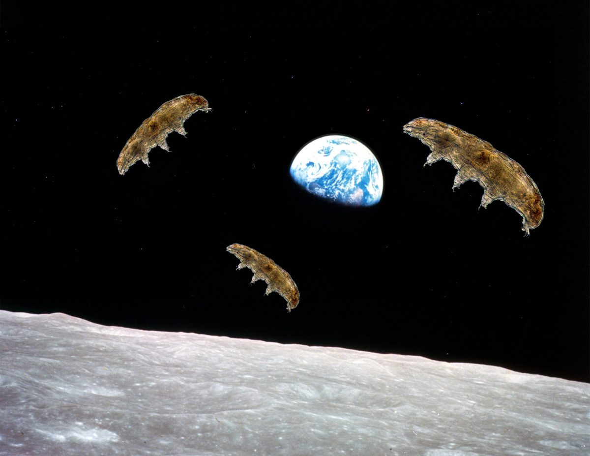 Tardigrades float in outer space