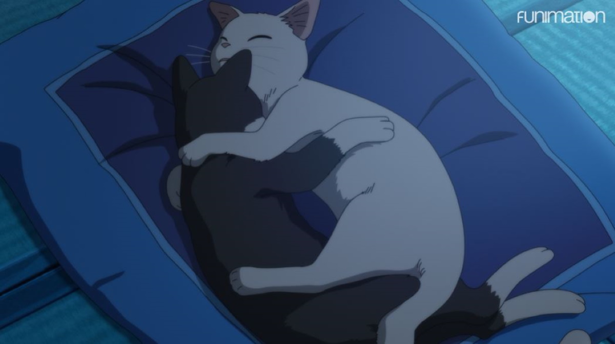 The two cats by the shore