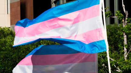 Transgender flags fluttering in the wind at International Transgender Day of Visibility.