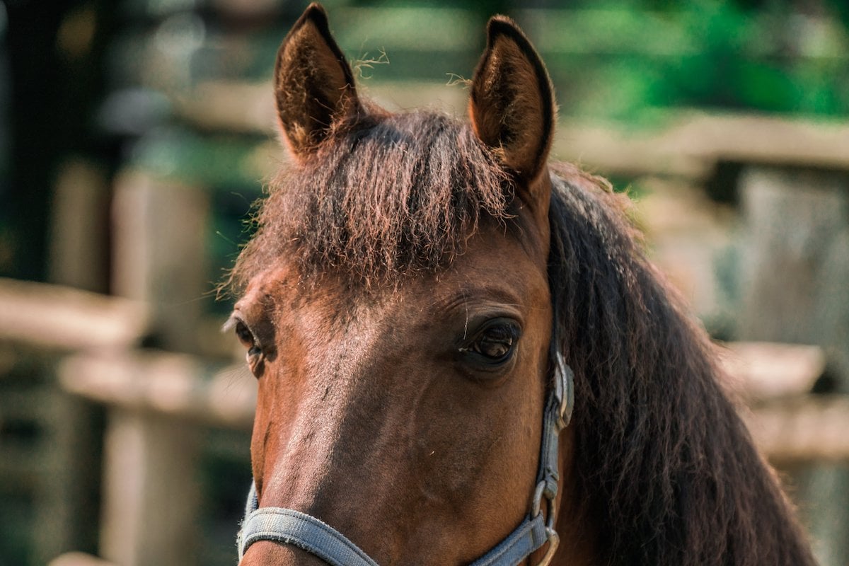 A closeup of a horse's face looking into the camera