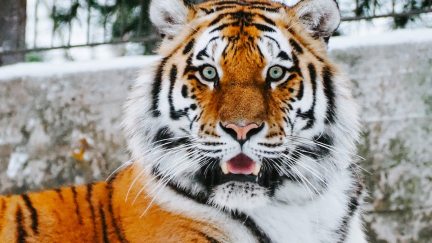 A tiger looks into the camera with a facial expression that looks surprised