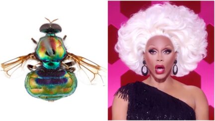View from above (dorsal view) of the new opal thorn soldier fly named after RuPaul, Opaluma rupaul and the real RuPaul