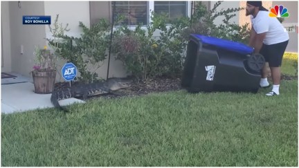 Florida man captures gator in a trash can.