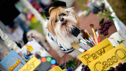 A dog is seen dressed as 