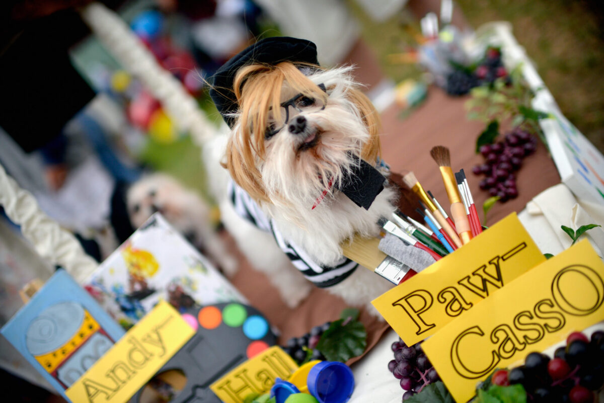 A dog is seen dressed as "Paw-Casso" during the Haute Dog Howl'oween Parade on October 29, 2017 in Long Beach, California.