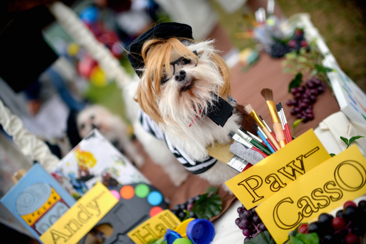 A dog is seen dressed as "Paw-Casso" during the Haute Dog Howl'oween Parade on October 29, 2017 in Long Beach, California.